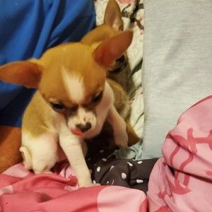 Meet your Posher, Melissa